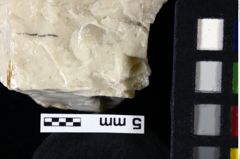 Foto (Detailansicht) von Decapoda indet. (NHMW-GEO-1990-0041-0005a)